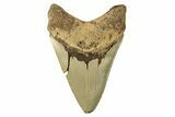 Fossil Megalodon Tooth - North Carolina #257966-1